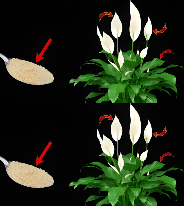 Dodaj łyżeczkę do wody i podlej lilię pokojową. Nowe liście pojawią się szybko