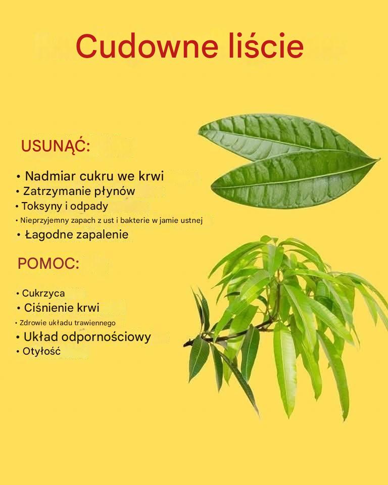 Czy lubisz mango? Cóż, muszę ci powiedzieć, że nie tylko owoce są dobre, ale także ich liście