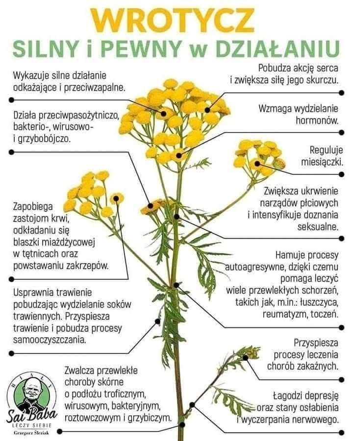 Wrotycz – dlaczego został zakazany