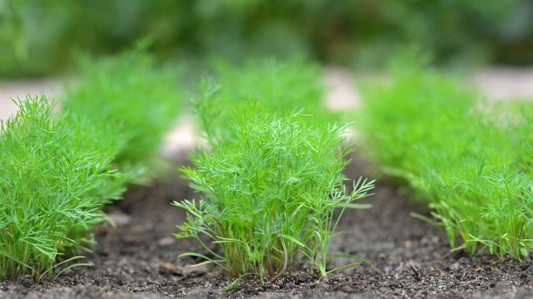 Koperek w 3 dni? Babcina metoda, którą ogrodnicy ukrywają przed światem