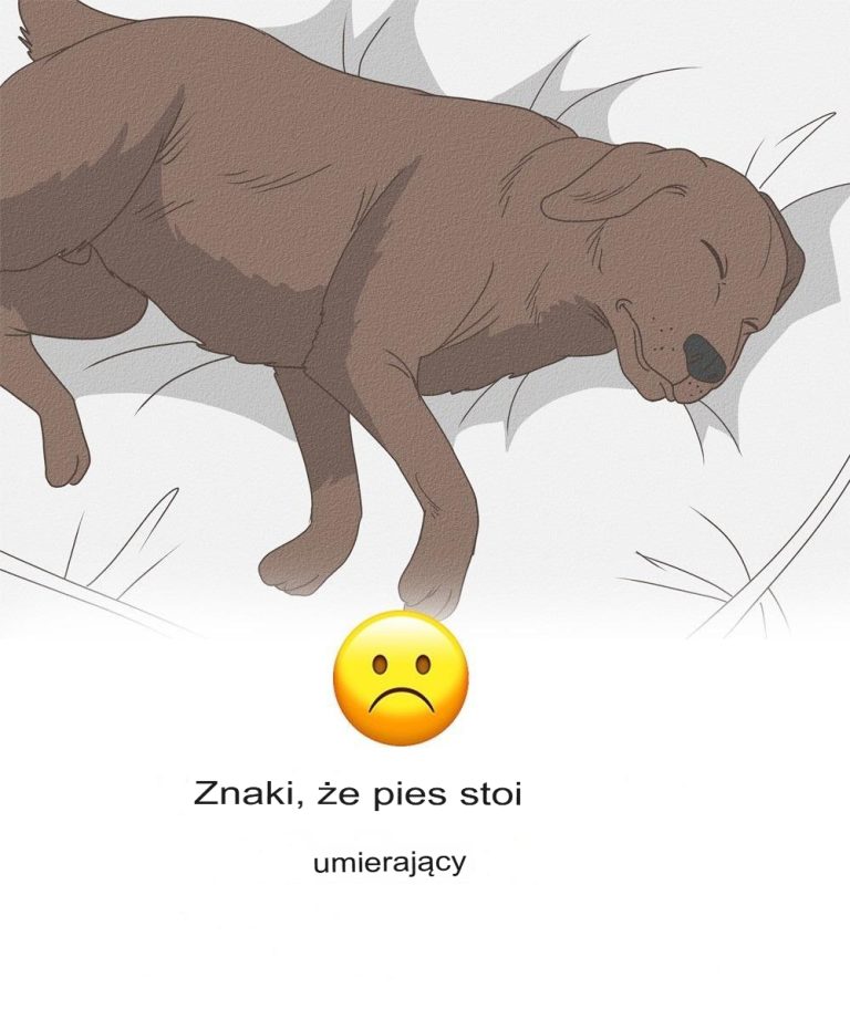 Psy to coś więcej niż tylko zwierzęta domowe – to nasi najlepsi przyjaciele, lojalni obrońcy i członkowie rodziny.