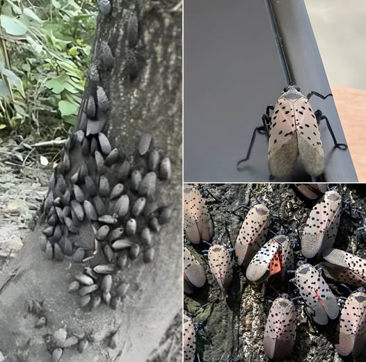 To inwazyjne stworzenie zagraża twoim roślinom: pozbądź się go natychmiast!