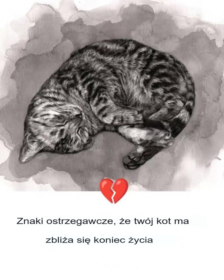 11 oznak, że Twój kot odchodzi