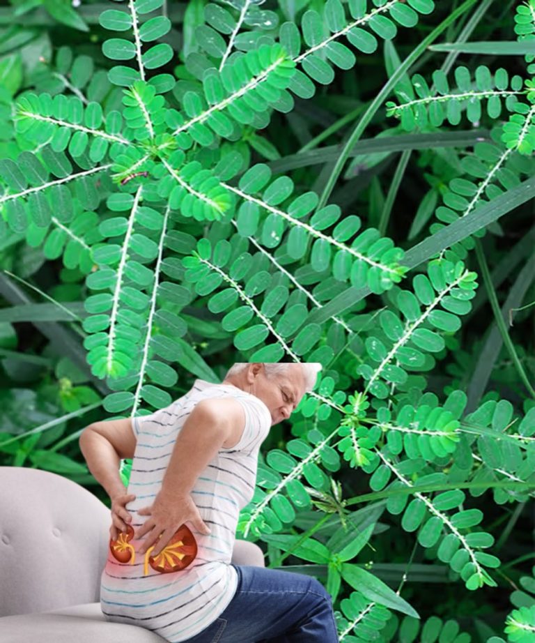 Roślina, którą widzisz na zdjęciu, jest jedną z najbardziej cudownych roślin na świecie