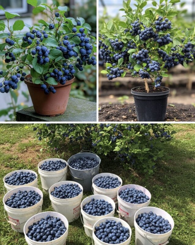 Jak wyhodować krzewy borówek z borówek kupionych w sklepie?