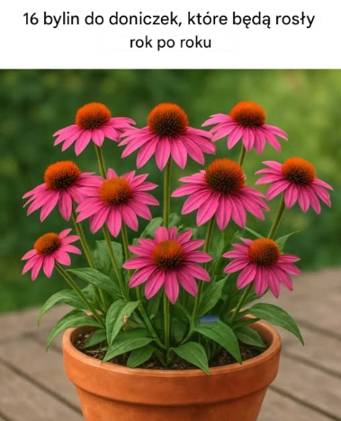 16 bylin do doniczek, które będą rosły rok po roku