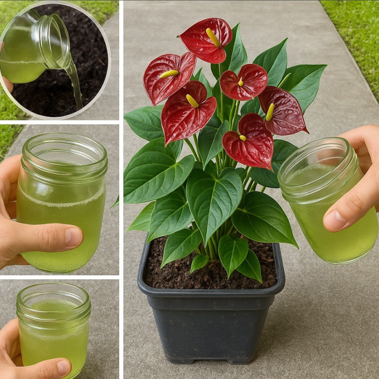 Naturalna bomba na kwitnienie anturium: może przetrwać nawet 15 lat!