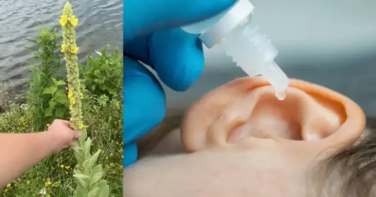 Dziewanna i problemy z uszami: naturalny środek na łagodną ulgę