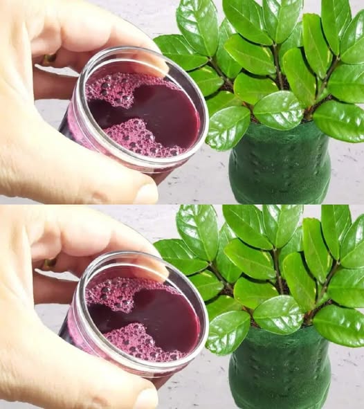 Już 1 filiżanka sprawia, że kwiaty eksplodują w ogrodzie – nawet sąsiedzi to zauważą!