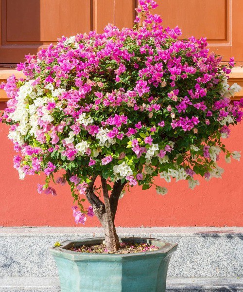 Jak uprawiać bugenwillę w doniczce: kompletny przewodnik i przydatne wskazówki