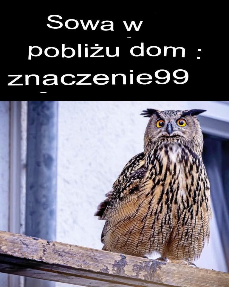 Symbolika sowy, gdy pojawia się w pobliżu