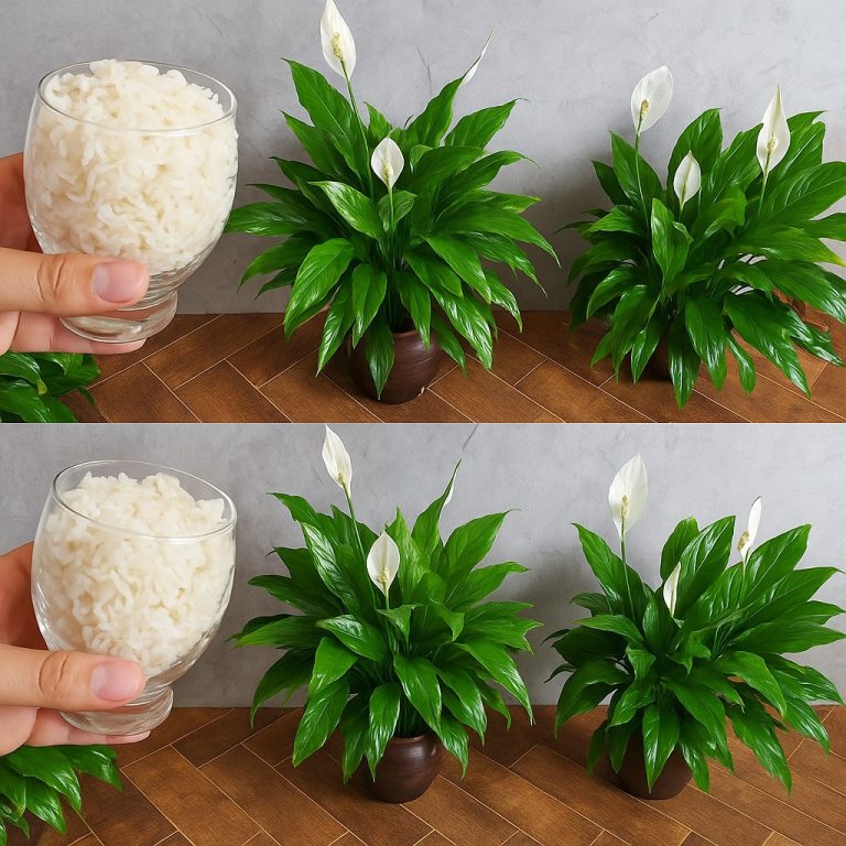 Lilia pokojowa – dzięki temu składnikowi kwitnie nawet 10 lat bez przerwy