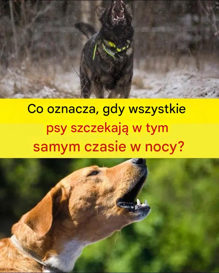 Kiedy słyszysz wiele psów szczekających w tym samym czasie w nocy, to się wydarzy