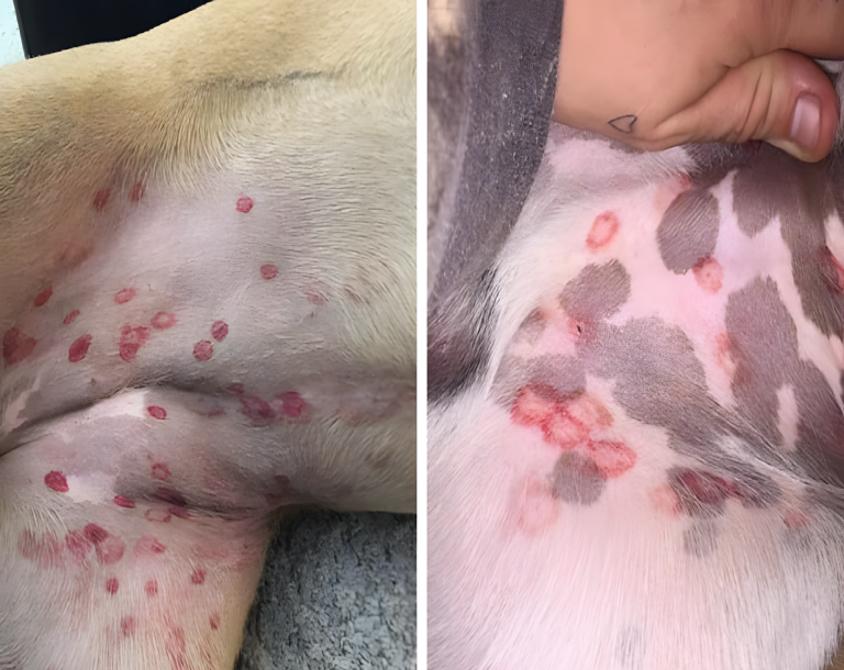 Coraz więcej właścicieli psów zauważa „czerwone kółka” na brzuchach swoich czworonożnych przyjaciół – i oto dlaczego 👇