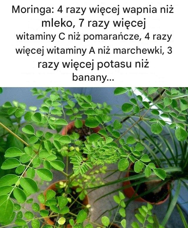 Moringa: 4 razy więcej wapnia niż mleko, 7 razy więcej witaminy C niż pomarańcze, 4 razy więcej witaminy A niż marchewki, 3 razy więcej potasu niż banany…