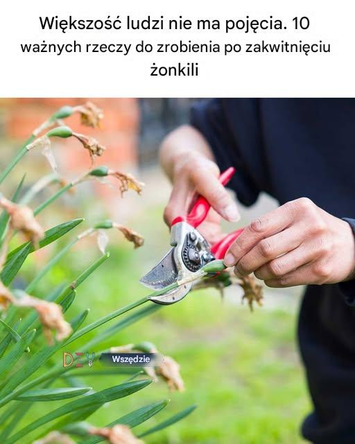 Większość ludzi nie ma pojęcia. 10 ważnych rzeczy do zrobienia po zakwitnięciu żonkili