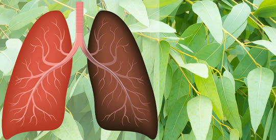 14 roślin i ziół, które oczyszczają płuca i poprawiają oddychanie