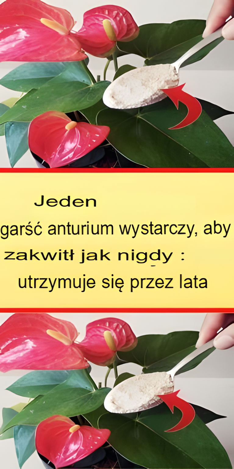 Anthurium, garść wystarczy, aby rozkwitło jak nigdy dotąd: kwitnie latami - haustiersos