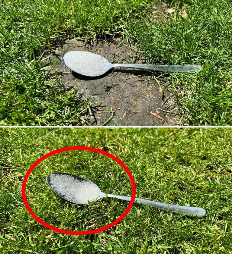 Naturalny wzmacniacz dla ogrodu: cukier jako tajna broń ogrodnika