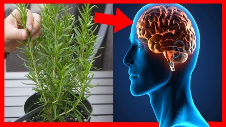 Jak obficie uprawiać rozmaryn w domu.