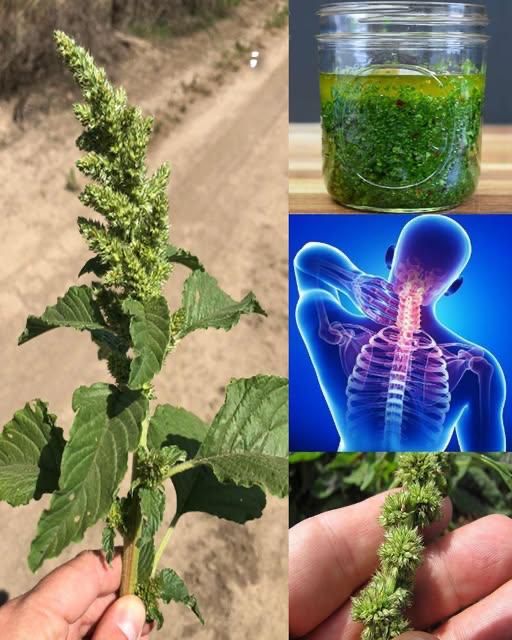 Szarłat Szorstki (Amaranthus retroflexus) – Niedoceniany Skarb Natury o Niezwykłych Właściwościach Zdrowotnych