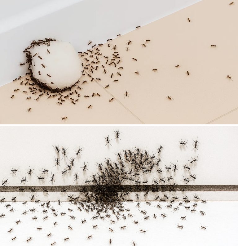3 najskuteczniejsze pułapki, które raz na zawsze pozbędą się mrówek z Twojego domu i balkonu.