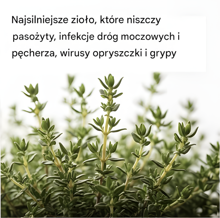 NAJSILNIEJSZE ZIOŁO, KTÓRE NISZCZY PASOŻYTY, INFEKCJE DRÓG MOCZOWYCH I PĘCHERZA, WIRUSY OPRYSZCZKI I GRYPY Pełny artykuł poniżej.