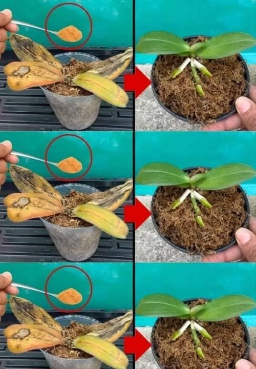 Zgniłych storczyków nie należy wyrzucać: szczypta przywróci im życie