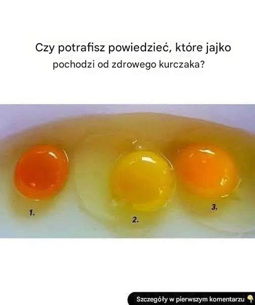 Jak rozpoznać, czy jajko pochodzi od zdrowego kurczaka: 6 oznak najwyższej jakości