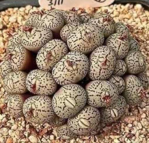 Dziewczynka odkrywa pod łóżkiem dziwne jaja, zmuszając rodzinę do opuszczenia domu. Wszyscy są przerażeni... Szczegóły w pierwszym komentarzu, aby dowiedzieć się, co to jest!