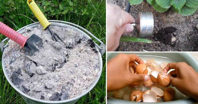 5 DIY nawozów organicznych, aby przyspieszyć wzrost roślin