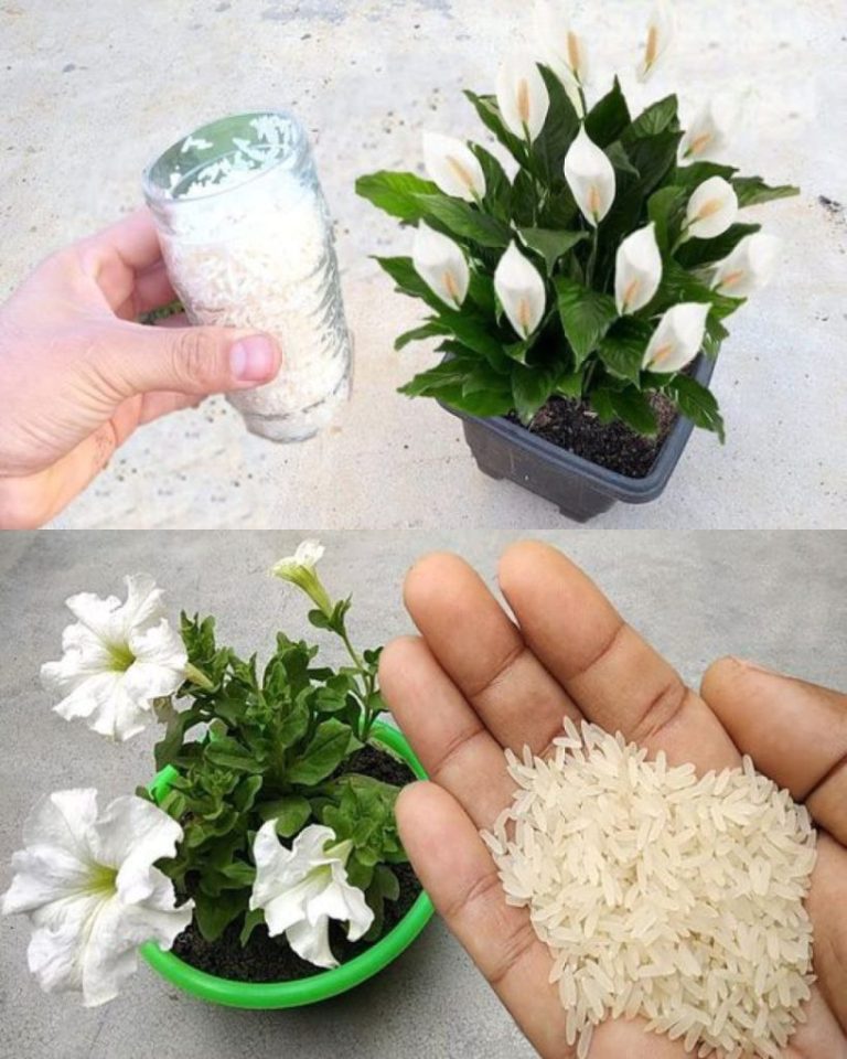 Tylko jedna filiżanka tygodniowo – sekret całorocznego kwitnienia lilii pokojowej