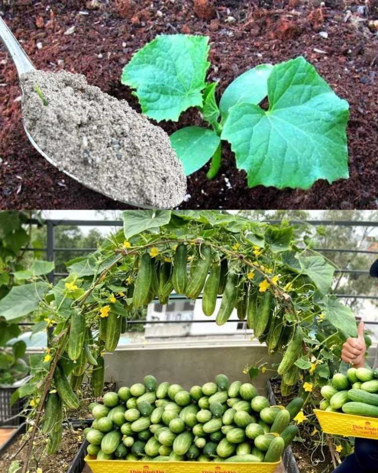 Sadząc ogórki, dodaj to do dołka – zdrowe i obfite owoce gwarantowane!