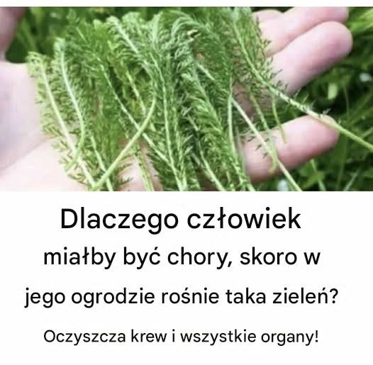 Dlaczego ktoś miałby chorować, skoro ta zieleń rośnie w jego ogrodzie? Oczyszcza krew i wszystkie organy!