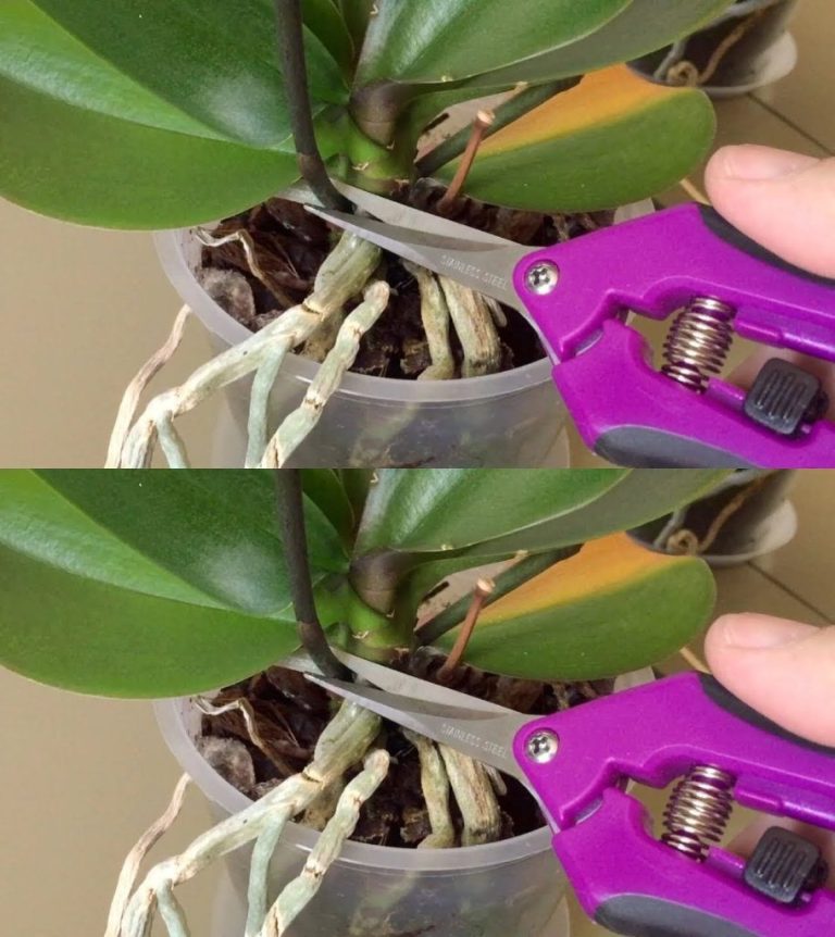 Jeśli spróbujesz to zrobić od razu, Twoja orchidea już nigdy nie przestanie kwitnąć