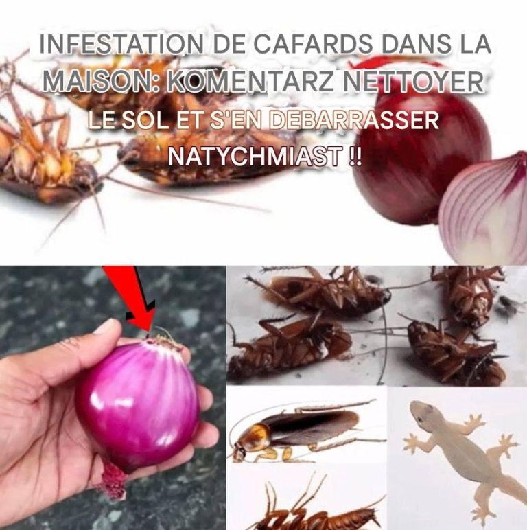 Plaga robaków w domu: komentarz na temat słońca i natychmiastowości!!