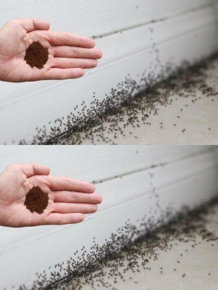 Aby pozbyć się mrówek, możesz wykorzystać fusy po kawie.