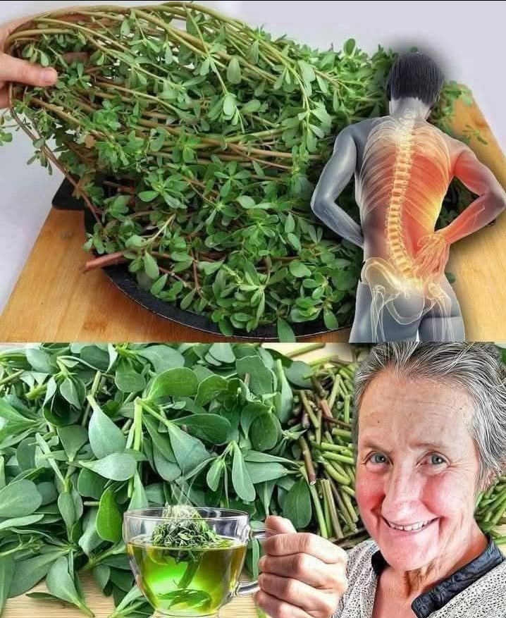 Graviola: między tradycją, nadziejami i ostrożnością naukowców