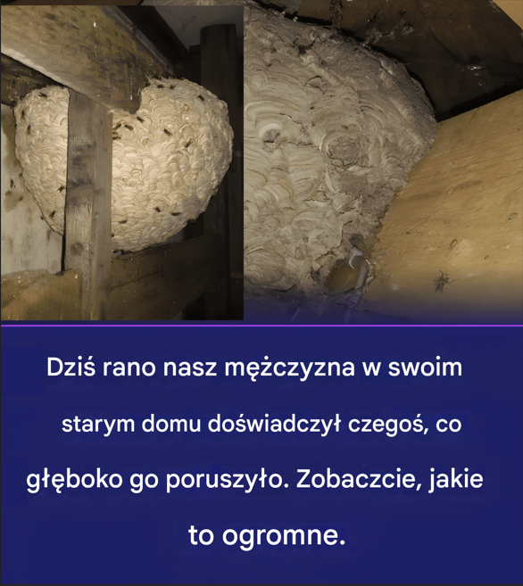 Pewien mężczyzna znalazł na strychu ogromne gniazdo os. Co z nim zrobił?